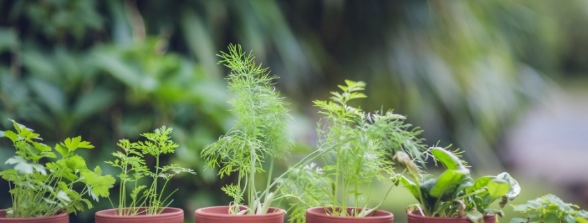 Bitki Üreticileri Akkaya, Bitki Satan Yerler Akkaya, Akkaya Bitki Üreticileri, Bitki Fiyatları Akkaya, Akkaya Bitki Fiyatları