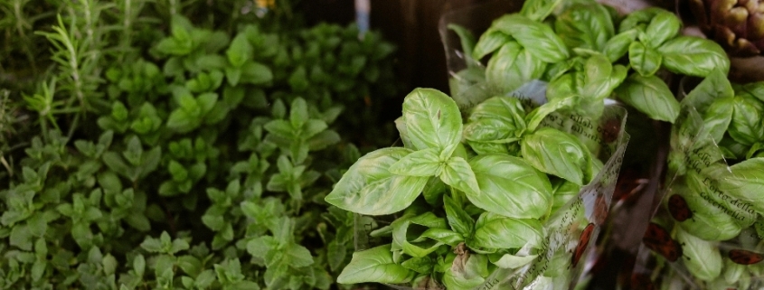 Bitki Üreticileri Ula, Bitki Satan Yerler Ula, Ula Bitki Üreticileri, Bitki Fiyatları Ula, Ula Bitki Fiyatları