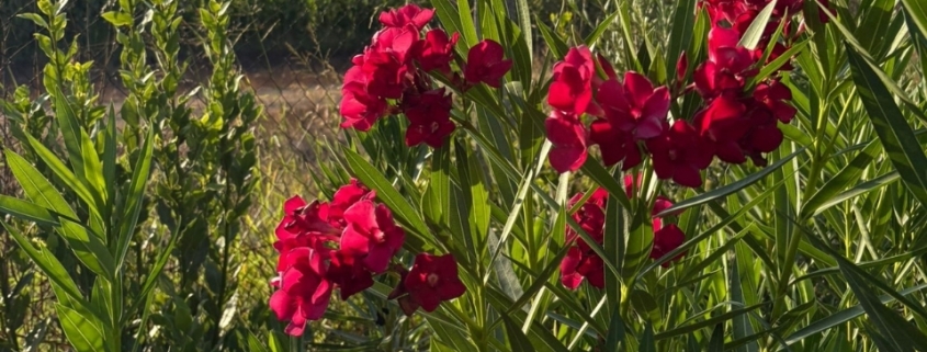 Çıtlık Peyzaj Firmaları, Çıtlık Peyzajcılar, Çıtlık Peyzaj, Çıtlık Peyzaj Fiyatları