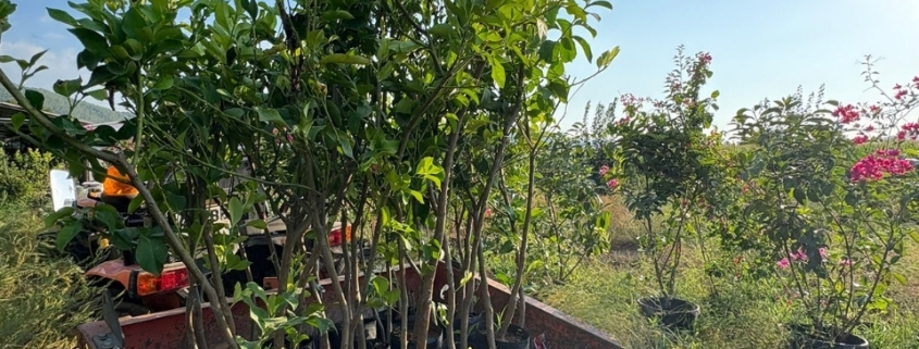 Esentepe Peyzaj Firmaları, Esentepe Peyzajcılar, Esentepe Peyzaj, Esentepe Peyzaj Fiyatları
