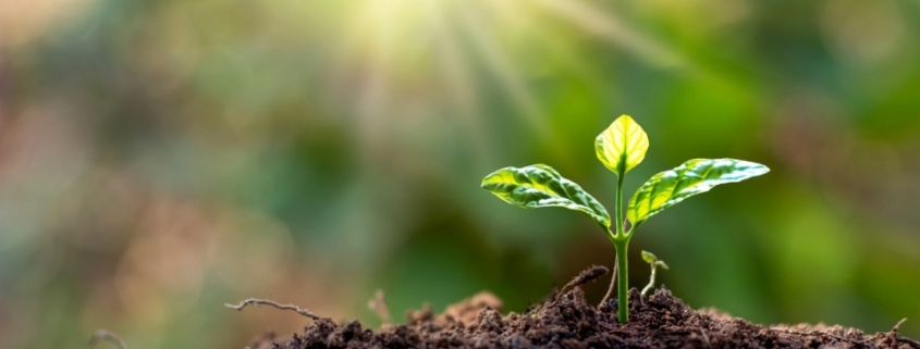 Fidan Üreticileri Akkaya, Fidan Satan Yerler Akkaya, Akkaya Fidan Üreticileri, Fidan Fiyatları Akkaya, Akkaya Fidan Fiyatları