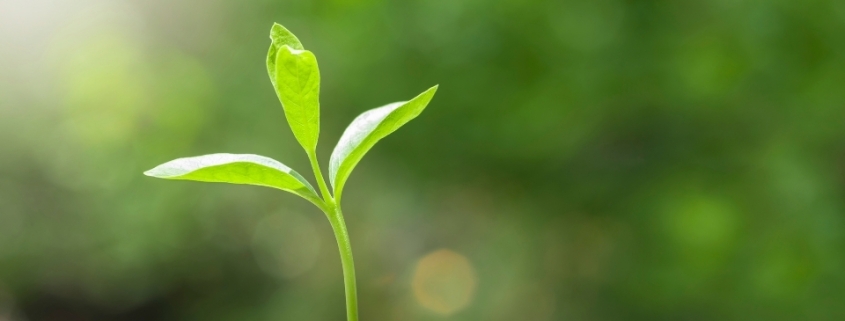 Fidan Üreticileri Ula, Fidan Satan Yerler Ula, Ula Fidan Üreticileri, Fidan Fiyatları Ula, Ula Fidan Fiyatları